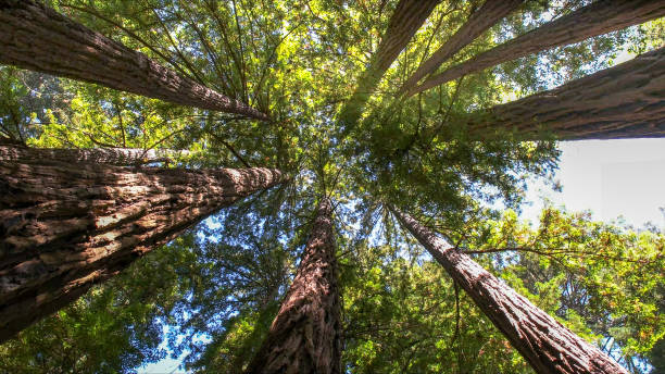 Trusted Opp, AL Tree Services Experts