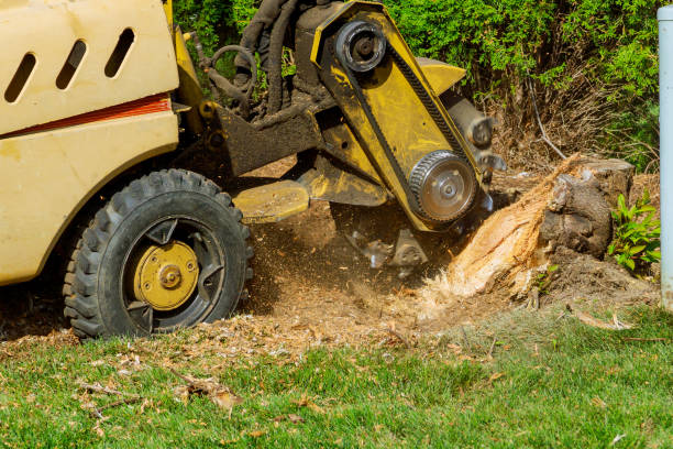 Best Tree Removal  in Opp, AL