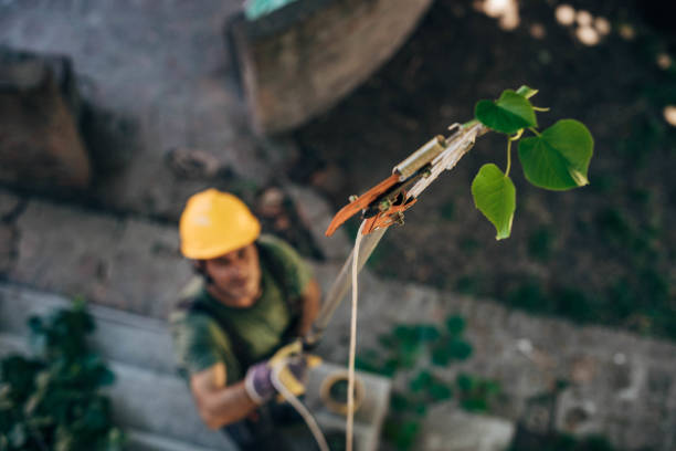 How Our Tree Care Process Works  in  Opp, AL