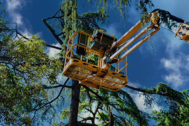 Best Tree Mulching  in Opp, AL