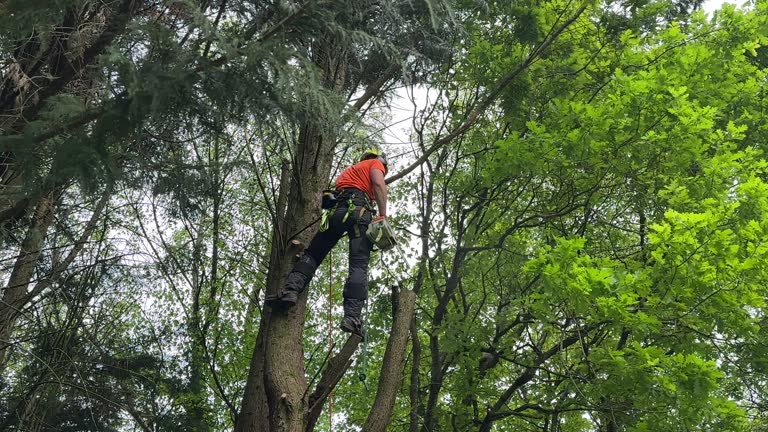 Best Emergency Tree Removal  in Opp, AL