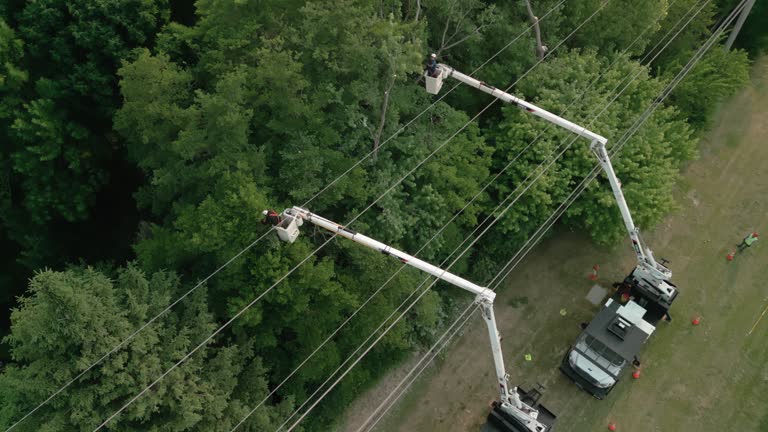 Best Palm Tree Trimming  in Opp, AL