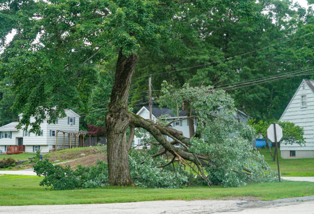 Best Lot and Land Clearing  in Opp, AL