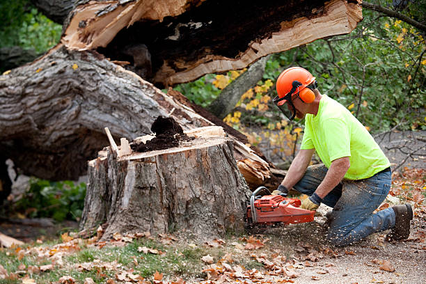 Best Tree Disease Treatment  in Opp, AL