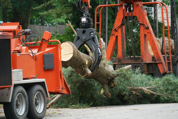 Best Storm Damage Tree Cleanup  in Opp, AL