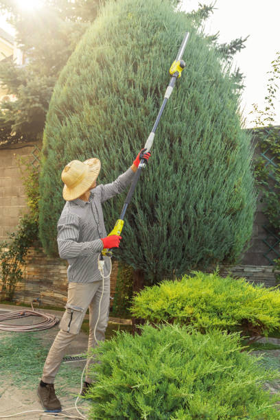 Best Lawn Maintenance Plans  in Opp, AL