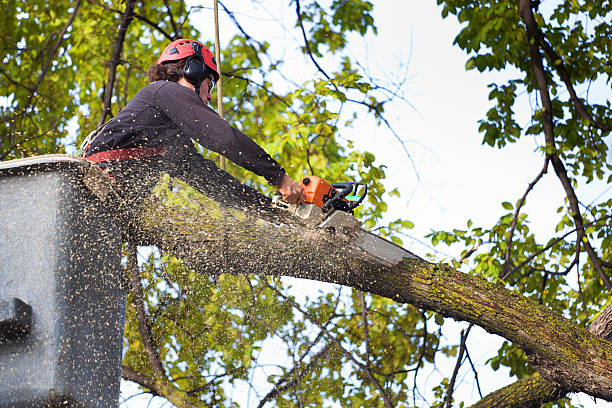 Best Leaf Removal  in Opp, AL